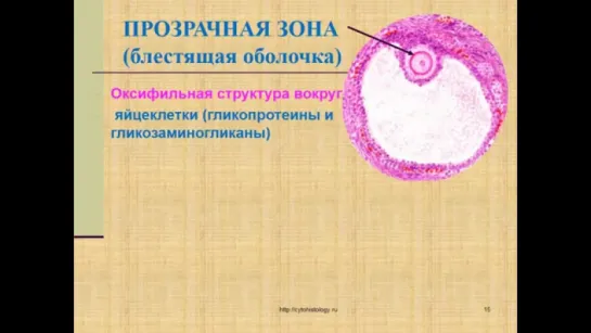 Эмбриология. 1. Прогенез. Начальный период_ оплодотворение