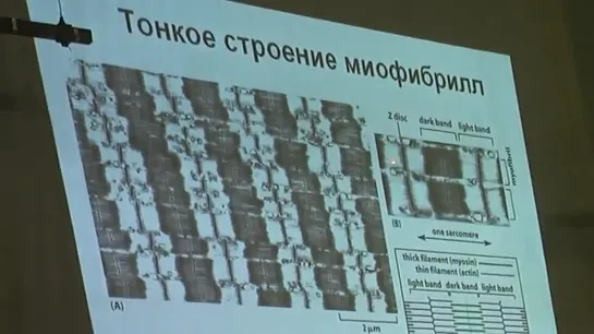 Цитология. Лекция 1 [Part II].