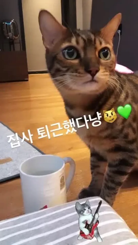 [INSTAGRAM STORY] 210412 Обновление истории инстаграма кошек Херин (xhyo3catsx)