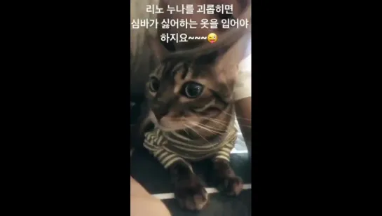 [HYOSTAGRAM STORY] 170929 Херин обновила историю в инстаграме (xhyolynx)