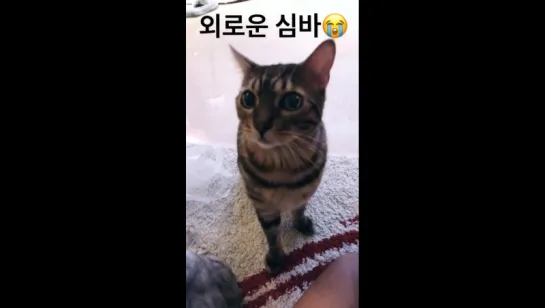 [HYOSTAGRAM STORY] 170802 Херин обновила историю в инстаграме (xhyolynx)