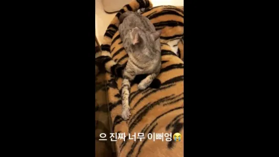 [HYOSTAGRAM STORY] 170704 Херин обновила историю в инстаграме (xhyolynx)