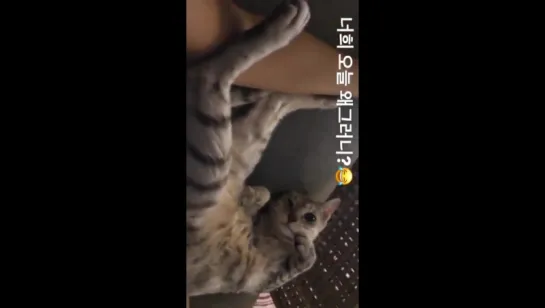 [HYOSTAGRAM STORY] 170626 Херин обновила историю в инстаграме (xhyolynx)