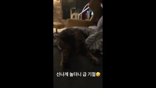 [HYOSTAGRAM STORY] 170626 Херин обновила историю в инстаграме (xhyolynx)