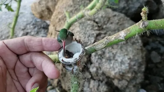 Колибри кормит своих птенцов @birdslovers