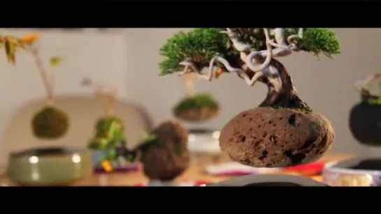 Air Bonsai | Create your "little star"