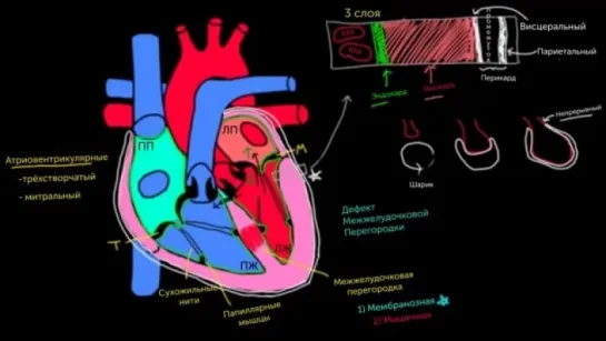 Слои сердца | Khan Academy