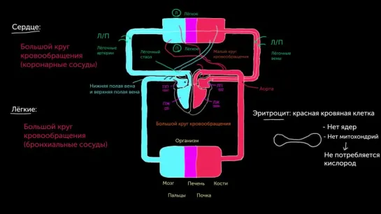 Круги кровообращения | Khan Academy