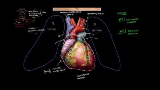 Функции сердца | Khan Academy