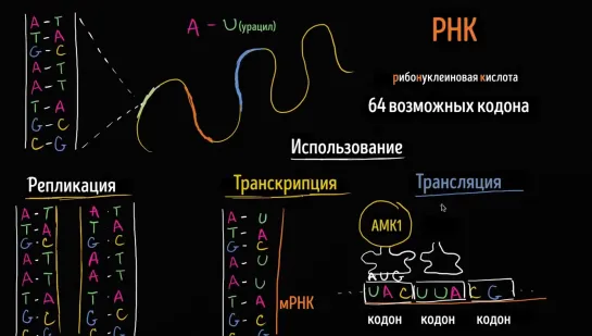 Репликация ДНК, транскрипция и трансляция РНК | Khan Academy