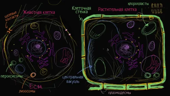 Строение растительной и животной клетки | Khan Academy