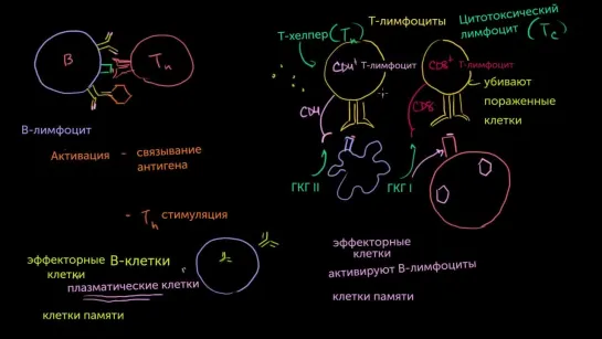 B-лимфоциты и T-лимфоциты популяций CD4 и CD8 | Khan Academy