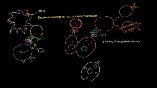 Цитотоксические T-лимфоциты | Khan Academy