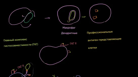 Профессиональные антиген-представляющие клетки и ГКГ II | Khan Academy