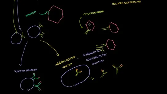 B-лимфоциты (B-клетки) | Khan Academy