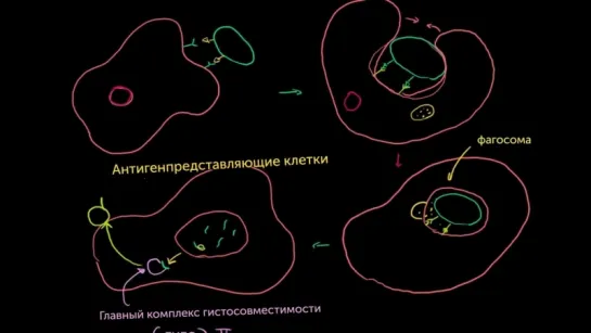 Роль фагоцитов во врожденном (неспецифическом) иммунитете | Khan Academy