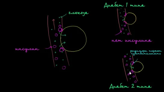 Глюкоза, инсулин и диабет | Khan Academy | Академия Хана