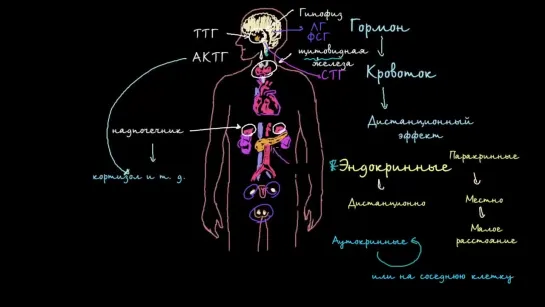 Введение в эндокринную систему | Khan Academy | Академия Хана