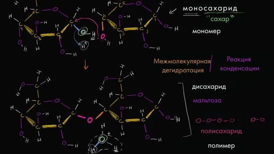 Межмолекулярная дегидратация или реакция конденсации; макромолекулы | Khan Academy | Академия Хана