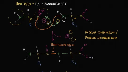 Образование пептидных связей; макромолекулы | Khan Academy | Академия Хана