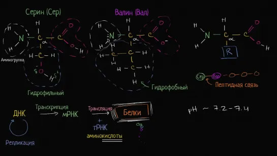 Введение в аминокислоты; макромолекулы | Khan Academy | Академия Хана