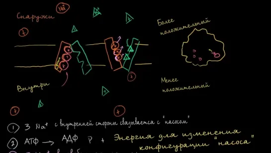 Натрий-калиевый насос | Khan Academy | Академия Хана