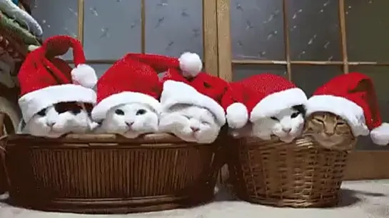 Новогодние котята!)