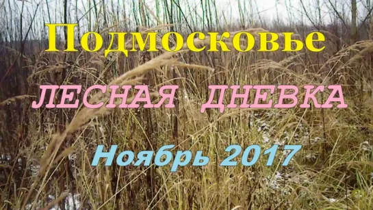 ПОДМОСКОВЬЕ. ЛЕСНАЯ ДНЕВКА . Ноябрь 2017