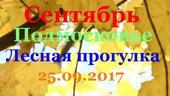 Сентябрь Подмосковье Лесная прогулка 25.09.17