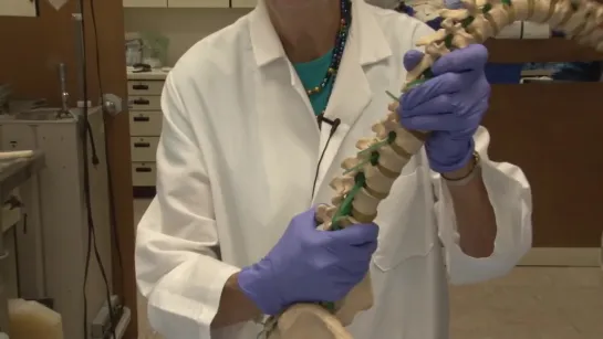 7 The Unfixed Spinal Cord Neuroanatomy Video Lab - B