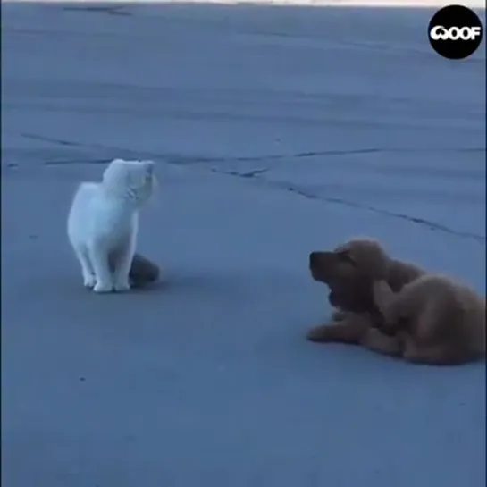 dog vs cat