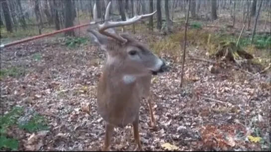 deer.fake