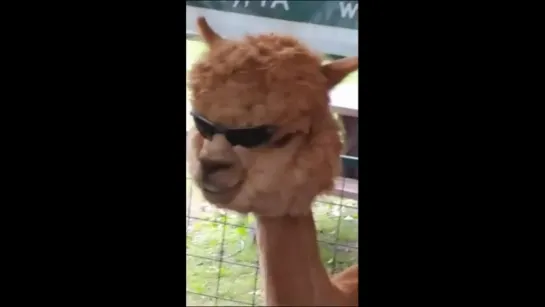 alpaca