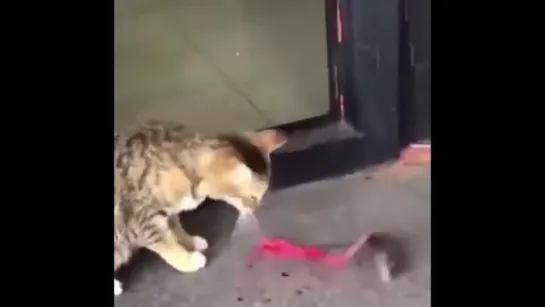 tom and jerry