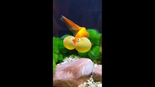 Goldfish.Bubble eyes