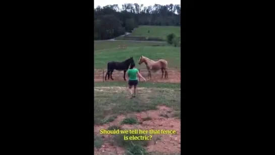 horses. video