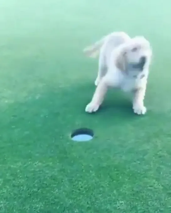 little helper. goal. puppy.