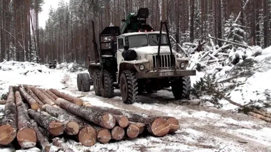 Один день из жизни лесоруба (Резня бензопилой)