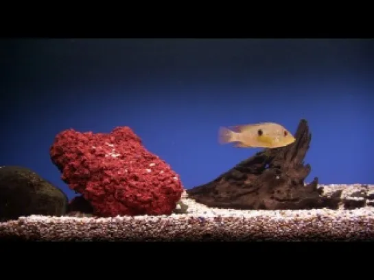 Классический аквариум / Plasma Art - Classic Aquariums (2011) -> NoveFilmsOnline.Ru