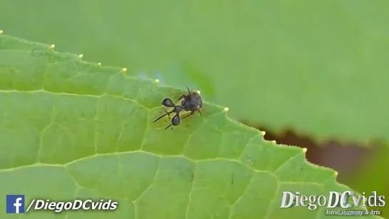 Cyphonia clavata treehopper