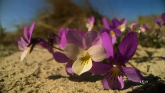 Пришла весна 🌷🌸