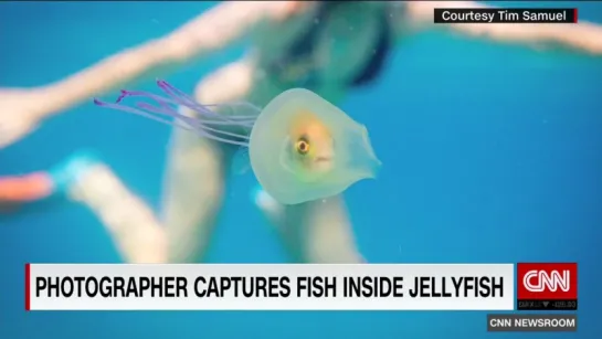 Photo shows ocean oddity- A fish inside a jellyfish