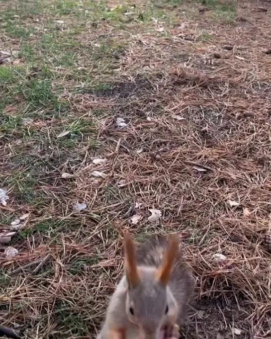 Альметьевская белочка 🐿