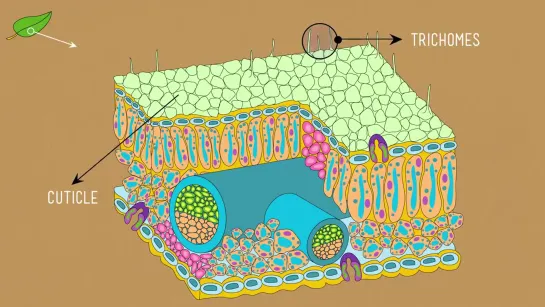 Vascular Plants Winning! - Crash Course Biology #37