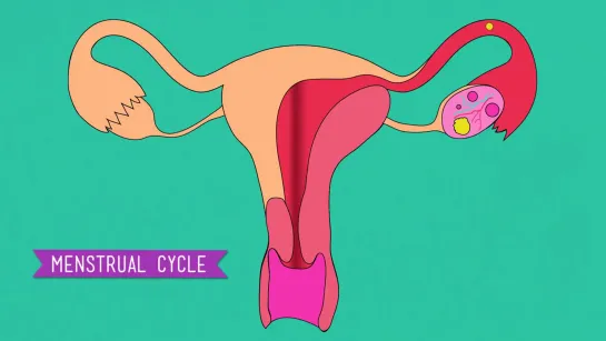 The Reproductive System_ How Gonads Go - CrashCourse Biology #34