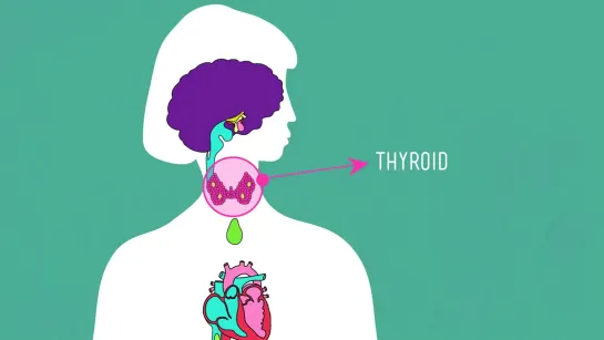 Great Glands - Your Endocrine System_ CrashCourse Biology #33