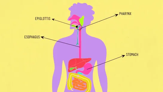 The Digestive System_ CrashCourse Biology #28