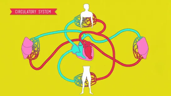 Circulatory  Respiratory Systems - CrashCourse Biology #27