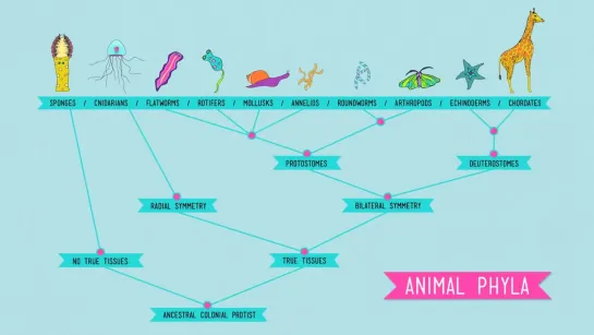 Animal Development_ Were Just Tubes - Crash Course Biology #16