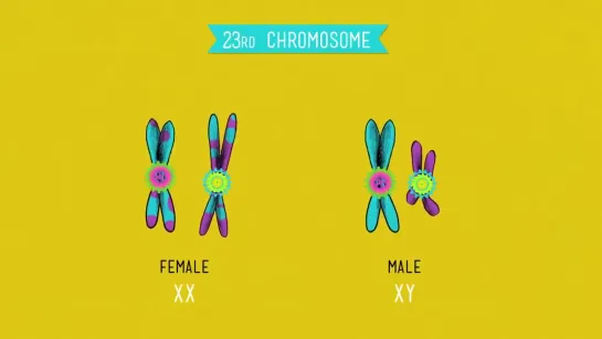 Meiosis_ Where the Sex Starts - Crash Course Biology #13